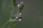 Brazilian vervain